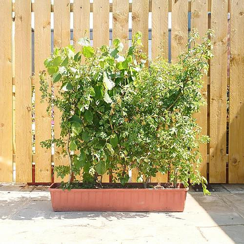 Instant Hedging Native Mix | Gardener Supplies