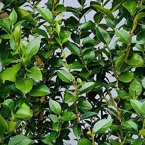 japanese rose plant Japanese Mary Rose Plant|