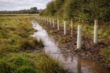 Tree & Hedge Planting in Wet or Boggy Conditions: What You Need to Know