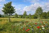The Benefits of Combining Tree Planting and Wildflowers on Your Land