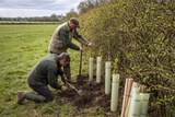 As Tree Planting Season Comes to a Close: What to Expect and How to Protect Your Young Trees