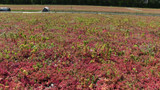 Sedum Roof Care: Maintaining Your Green Roof for Longevity