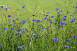 How to establish a wildflower meadow