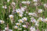 What makes a British wildflower meadow?