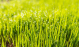 What Grass Seed Do I Need? 