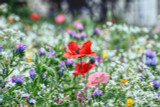 100% Wildflower Seed Sowing & Maintenance