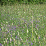 Planting Wildflower Plug Plants for Instant Impact