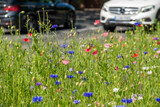 Designing Wildflower Areas for Councils and Large Estates