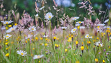 Creating 100% Wildflower Meadows: Step-by-Step Guide