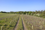 Tree Planting for UK Grant Schemes: What You Need to Know