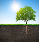 The health of a tree is a reflection of the soil in which it grows. 