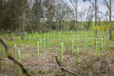 How to Plant Trees in Challenging Soils in the UK