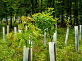 How to Choose the Right Tree Guard for Your Saplings