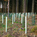 Why Tubex and Spiral Tree Guards Are Must-Haves for Young Trees