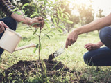 How to plant a tree effectively