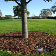 Beauty of Bark Chippings