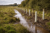 Tree & Hedge Planting in Wet or Boggy Conditions: What You Need to Know