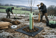 Complete Guide to Winter Tree Planting in the UK