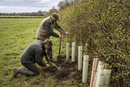 As Tree Planting Season Comes to a Close: What to Expect and How to Protect Your Young Trees