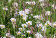 What makes a British wildflower meadow?