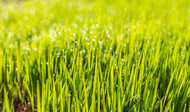 What Grass Seed Do I Need? 