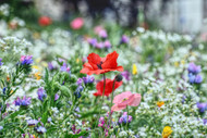 100% Wildflower Seed Sowing & Maintenance