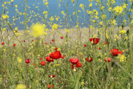 What wildflower seed should you sow?