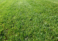 Lawn Fertiliser – all you need to know.