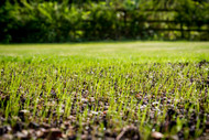 Preparing Your Lawn for Spring Grass Seed Planting in the UK