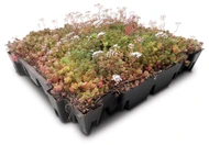 Installing Sedum Roof Cassettes for Eco-Friendly Green Roofs