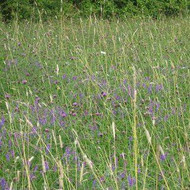 Planting Wildflower Plug Plants for Instant Impact