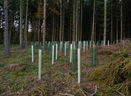Choosing the Right Tree Guards and Protection for UK Planting Projects