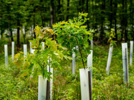 Choosing the Right Tree Species for UK Farms, Estates, and Landscapes