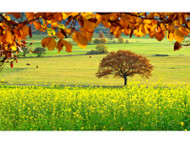 Autumn wildflower sowing tips