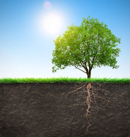 The health of a tree is a reflection of the soil in which it grows. 