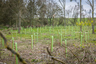 How to Plant Trees in Challenging Soils in the UK