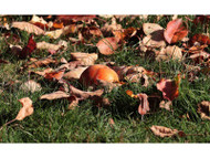 November gardening tips