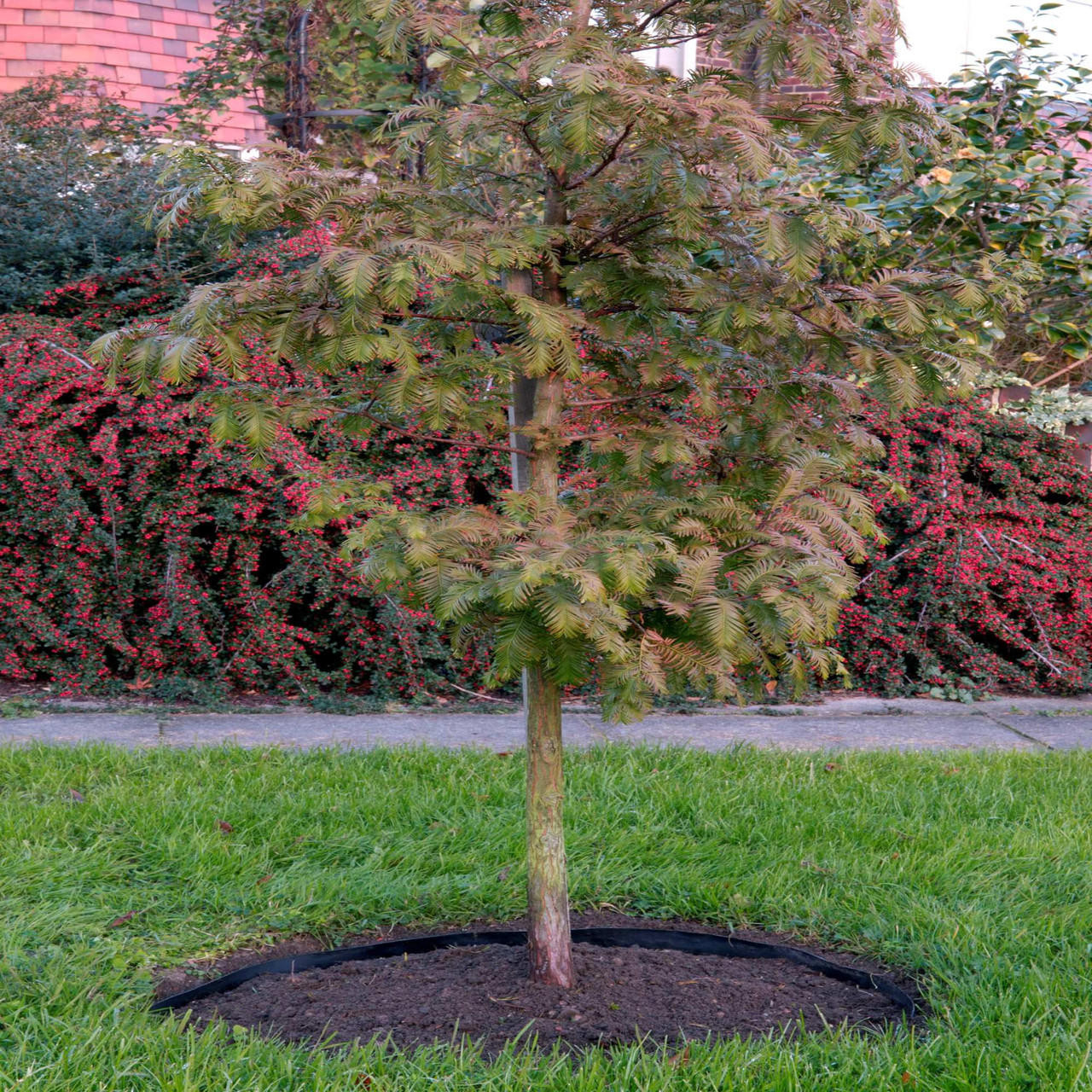 Terram Rootguard Plus - RootBarriers | Gardener Supplies