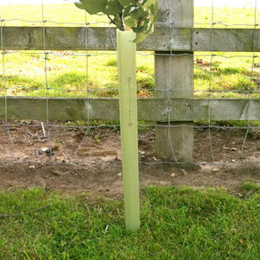 75cm Tubex Easywrap 50 Hedge Guard Tubex 75cm Tubex Easywrap 50 Hedge Guard Tubex