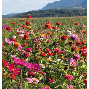 Impact Stand Tall  Annual Wildflower Seed Mix  