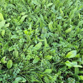 Rolawn BioScapes Biodiverse Turf Roll 1m² 610mm x 1640mm