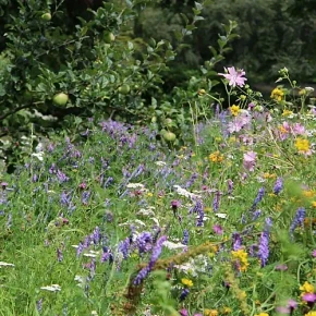Traditional Wildflower Matting Turf  Gardener Supplies