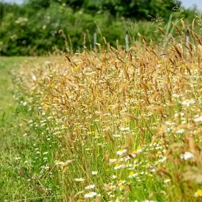Wildflower Flowering Lawn Matting Turf  Gardener Supplies