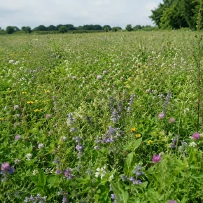 Herbal Ley Legume & Herb Rich Sward 20kg – GS4 / SAM3 / CSAM3  Gardener Supplies