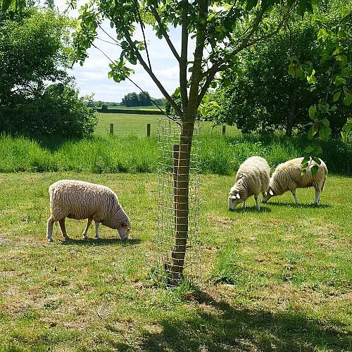 GT Thorn Guard – Heavy-Duty Tree Protection