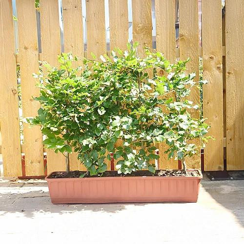 Instant Hedging Fagus Sylvatica 1m Trough  