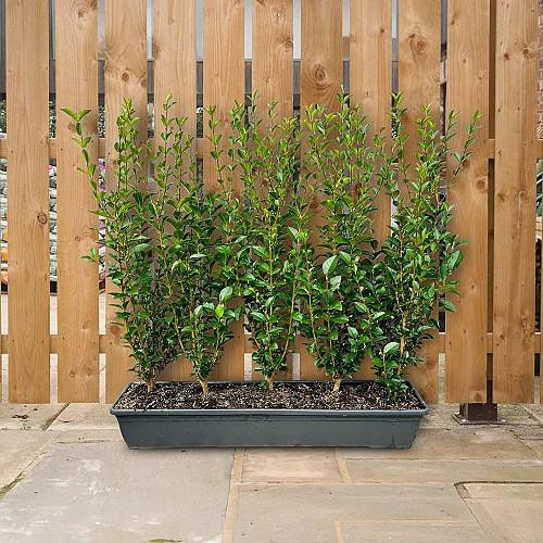 Instant Hedging Ligustrum Ovalifolium 1m Trough  