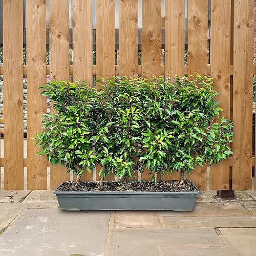Instant Hedging Prunus Angustifolia 1m Trough