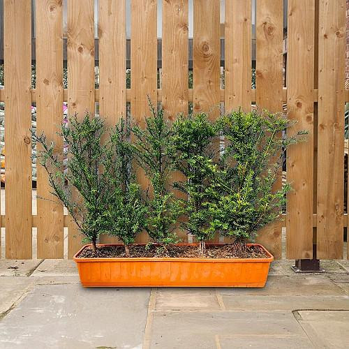 Instant Hedging Taxus Baccata 1m Trough