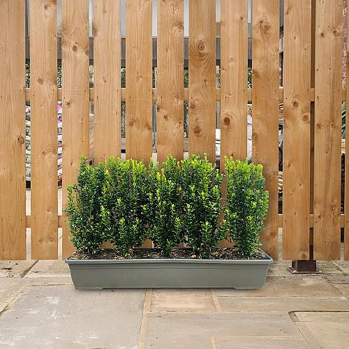Instant Hedging Euonymus Jean Hugues 1m Trough